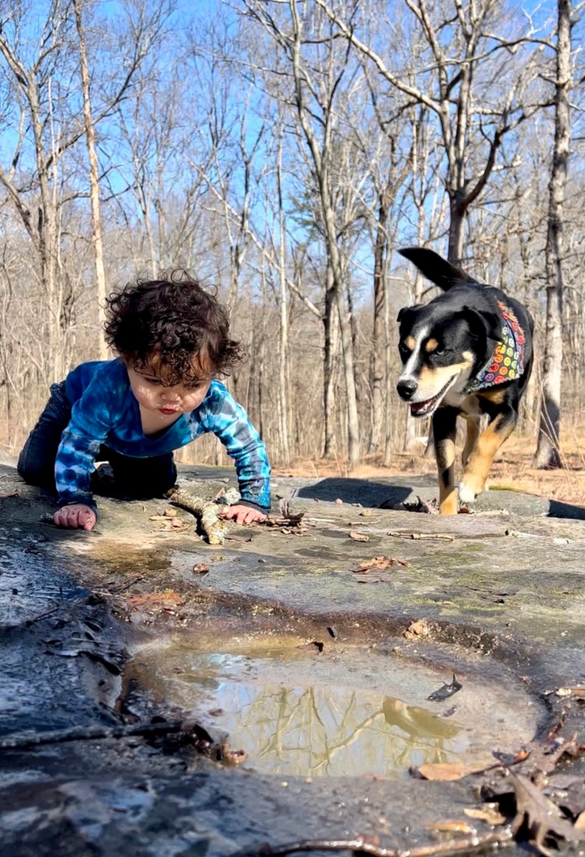 Prince, the blue-eyed family dog, by the stone garden wall