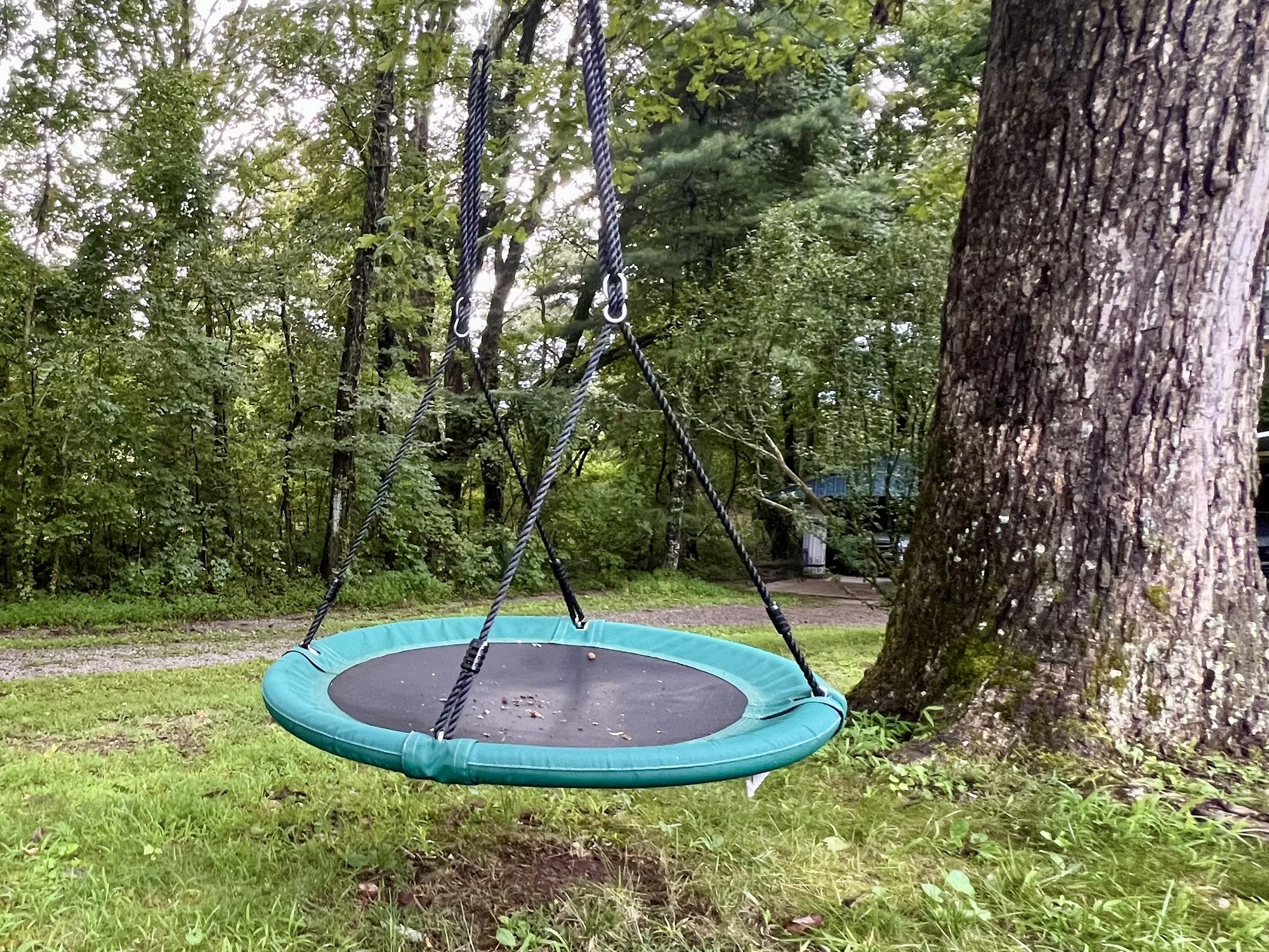 The saucer tree swing — a favorite of every kid who visits